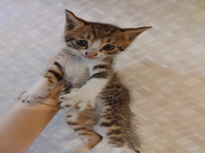 [고양이] 믹스묘 부산-동래-2025-00088 유기동물 배경 이미지 입니다.